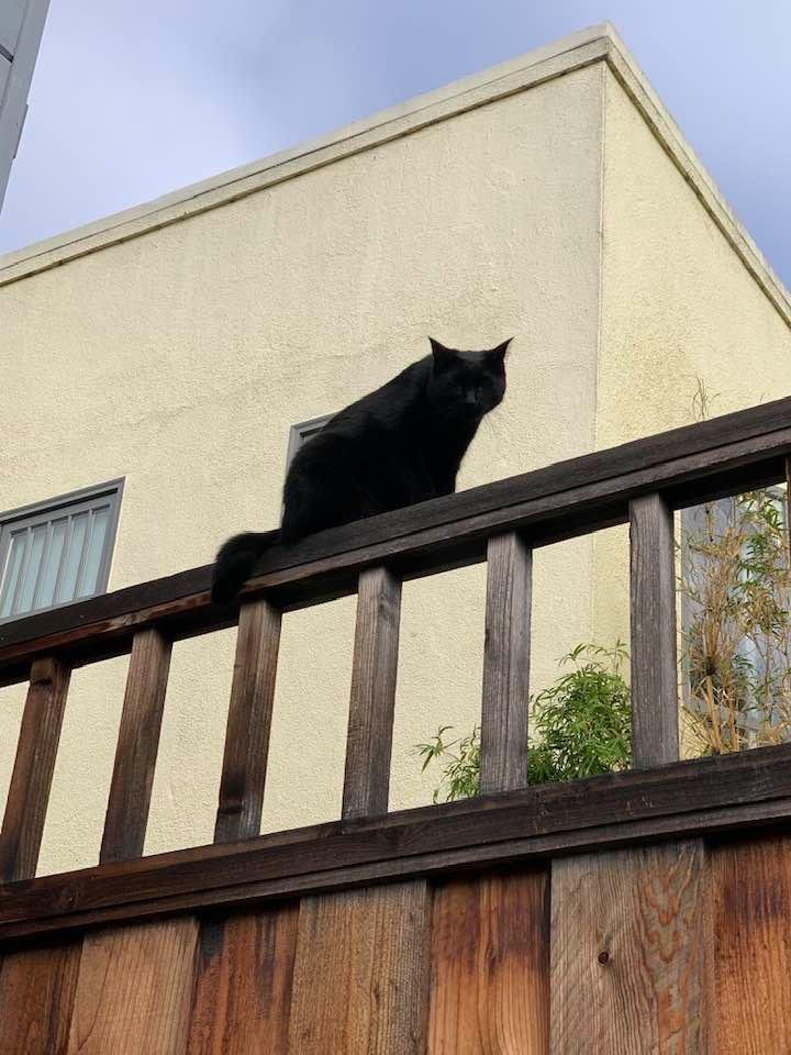 Our cat delicately balancing himself on the fence so he can look into our neighbors yard. Happy July 4