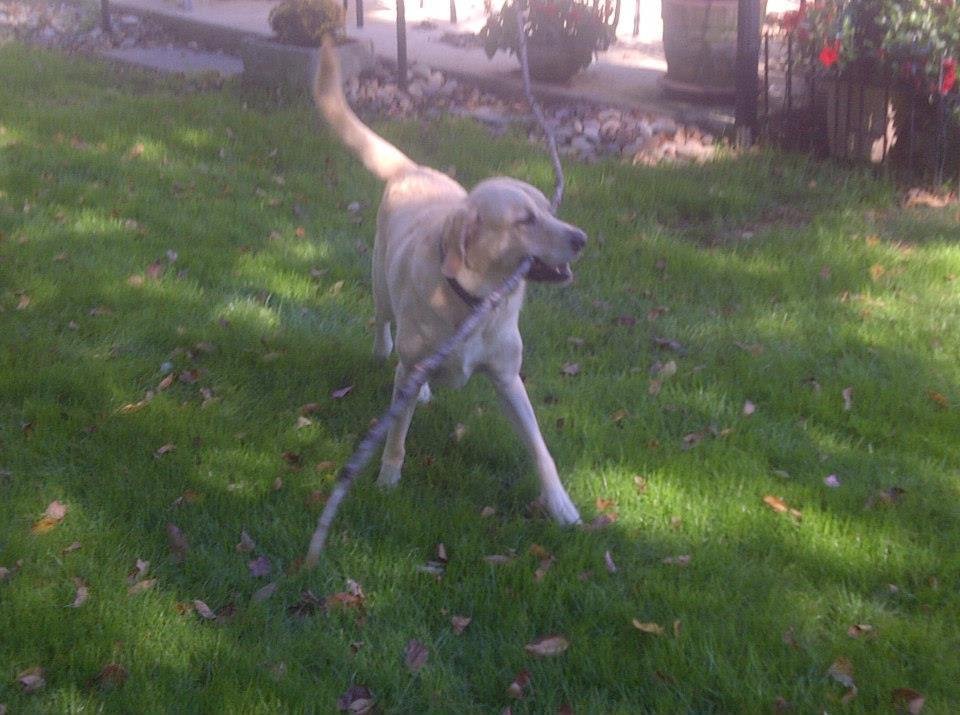 Bark softly but carry a big stick.