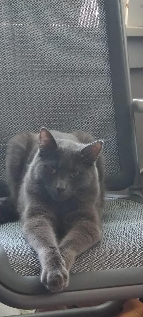 5am looking for a recent pic of my cat to send to the humane society, he comes in and rubs up against my leg. Injury free after jumping out of a 2nd story window yesterday. Thank you Lord, now I can nap.