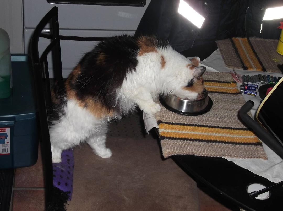 More beans please
