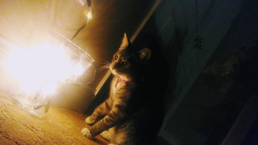 Miss Misty and the goblet of light !