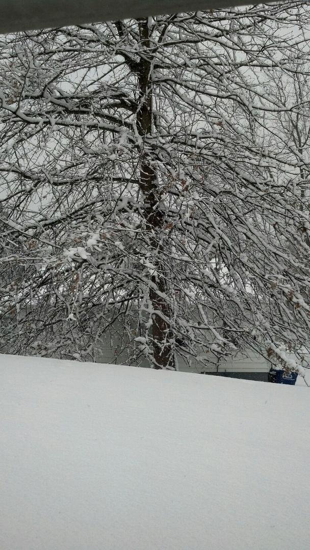 Taken from the kitchen window!