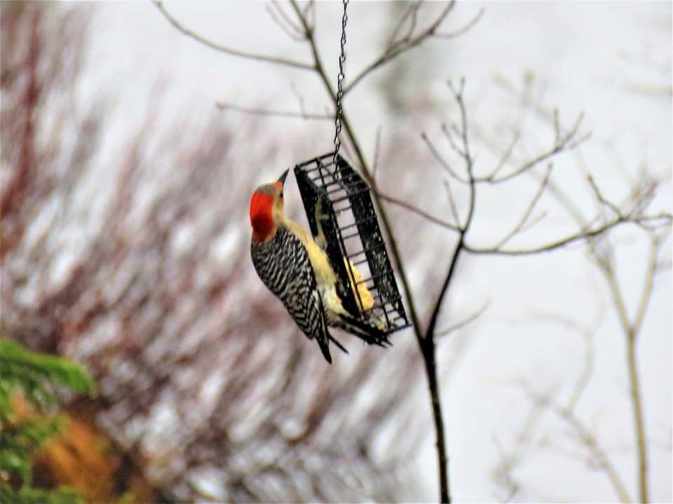This is redbellied woodpecker in front of our UP place. This one is North of his usual range. Maybe an indication of climate change?5/19/2019