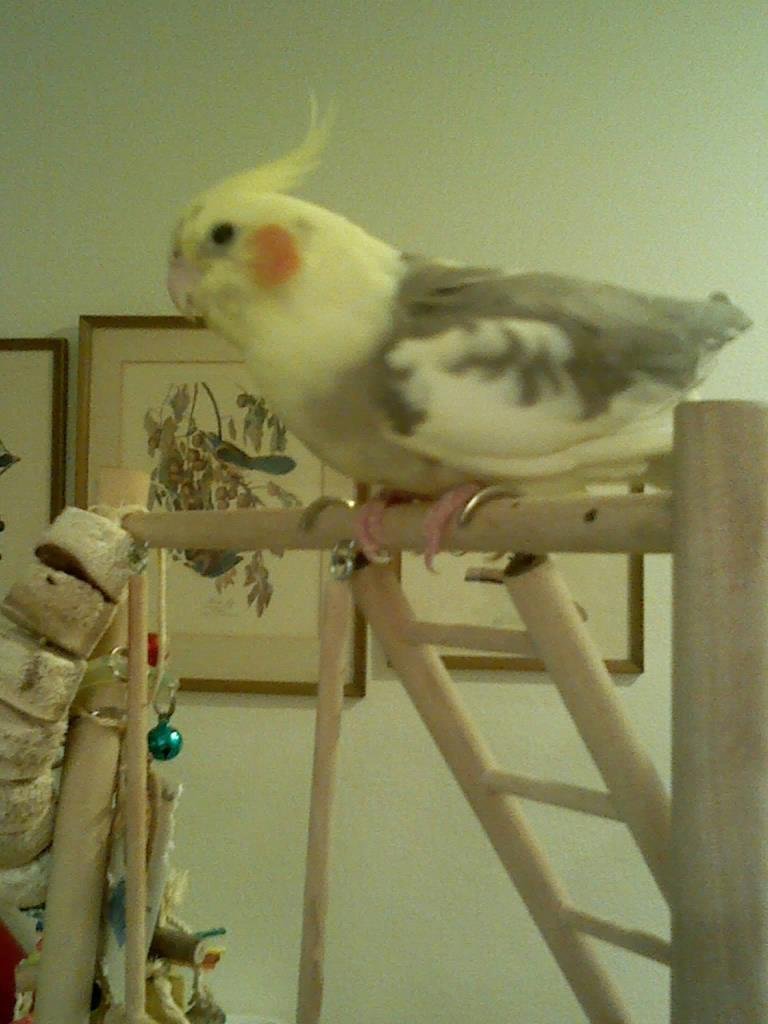 My office is freezing, nice sunny day outside, missing my birdie, Pearl, waiting for me at home.
