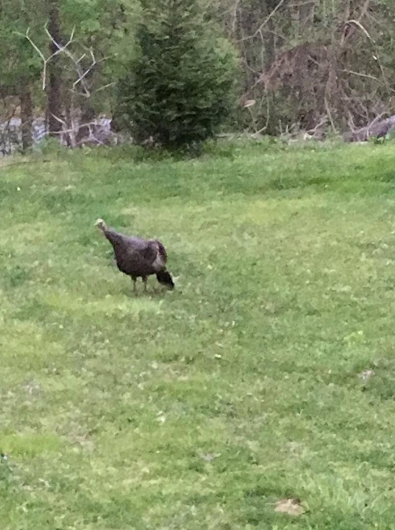 We've had a lot of different wildlife going through our yard, but this was the first time to see a wild turkey.