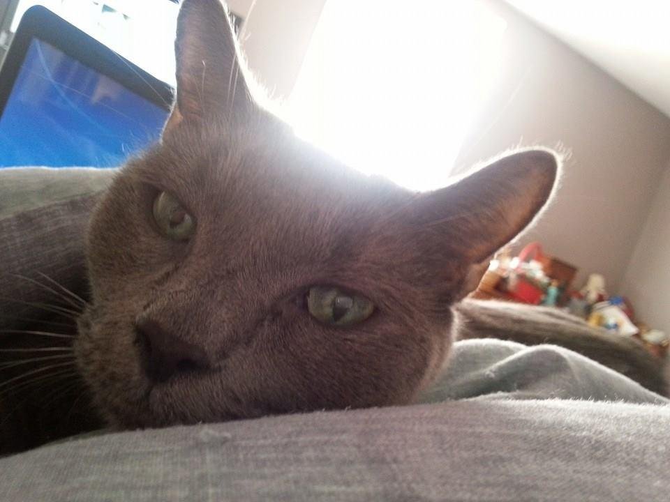 Mama's boy, my Smokey Bear snuggling in the blanket with me, purring away!!! ♡♡♡ XOXO