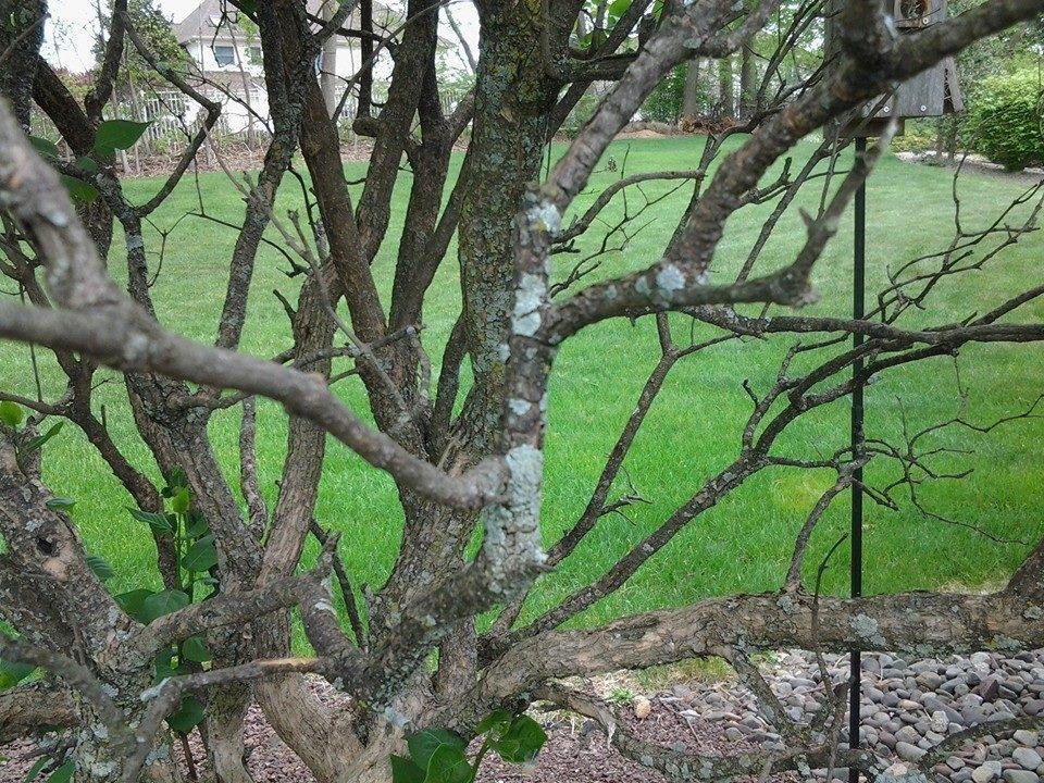 Does anyone know what this mold (or whatever) is and how to kill it? It's killing all my shrubs!