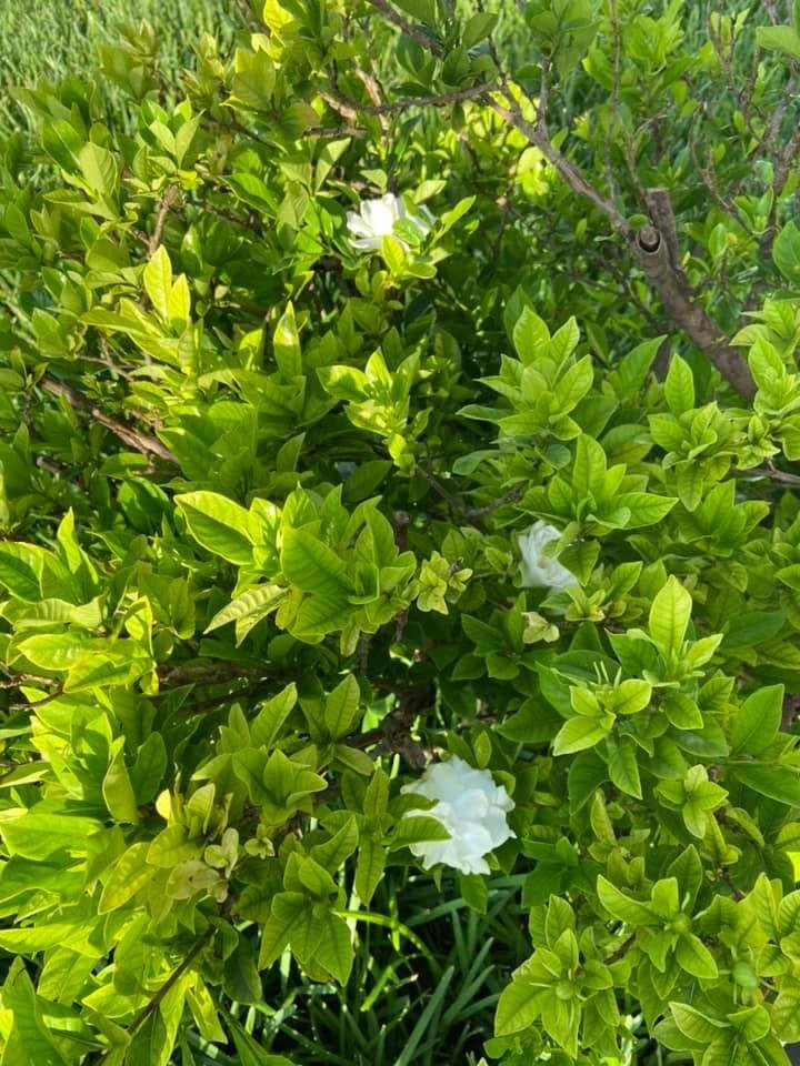 My gardenia is blooming once more!  I thought it was a goner with the freeze this past winter.  God is good!
