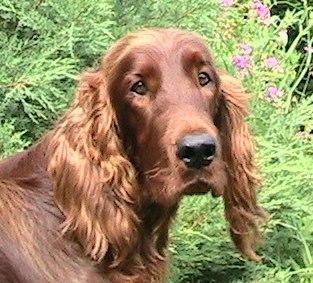 In memory of Strider
25 December 2002 - 09 February 2012