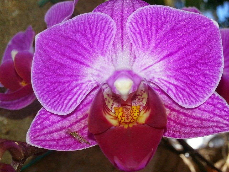 Orchid- in living color