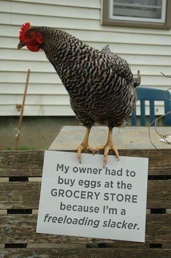 Lots of people post pet-shaming pictures of their dogs or cats. This is a whole new level!!!