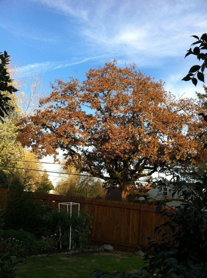 Is fall grand or what. 65' and sunny. On November 5th.