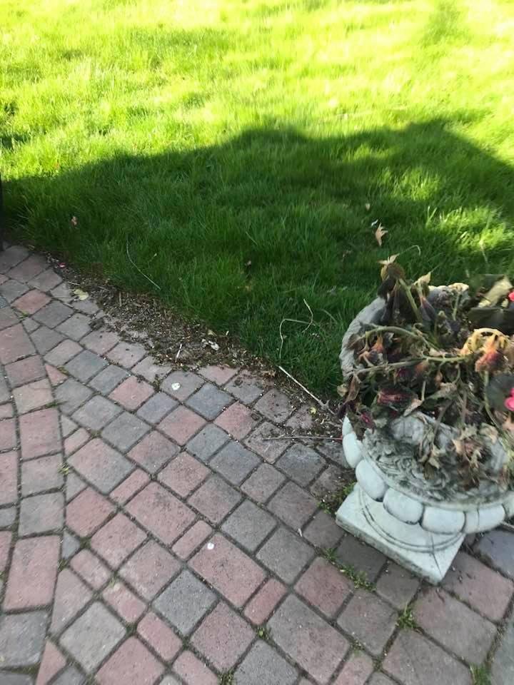 Premature flower planting ejaculation they froze up last night.....salutations