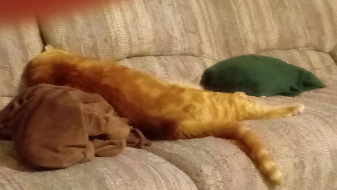 Look at Butters kitty.