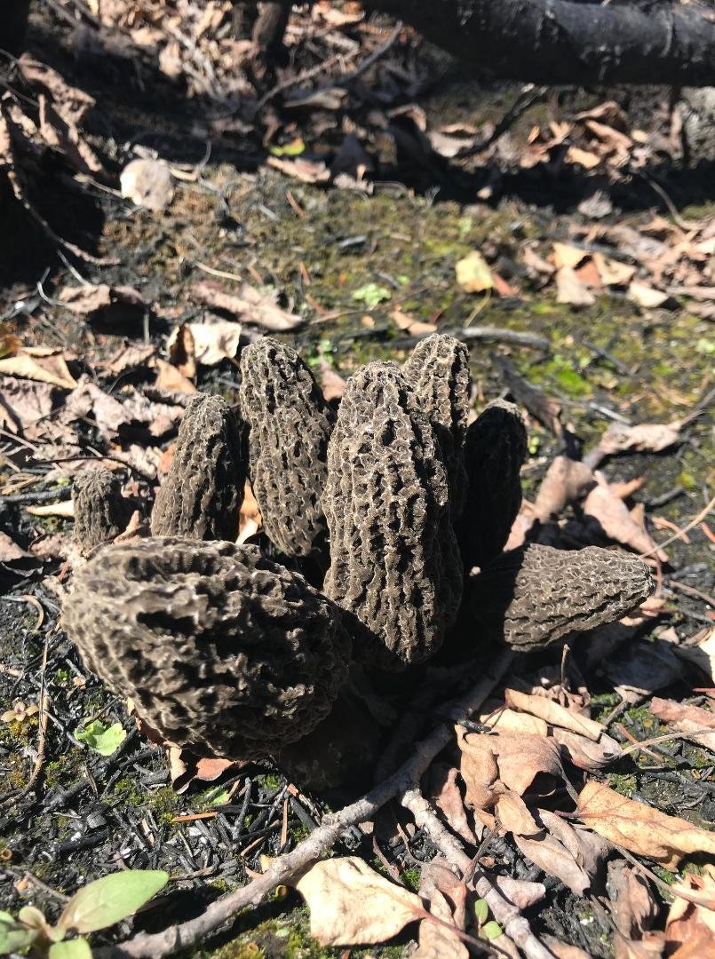 Can anyone identify these Cactus???