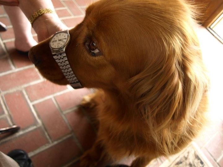 Bonnie and I gave Eloise, our Golden retreiver, a new job. What is it????????