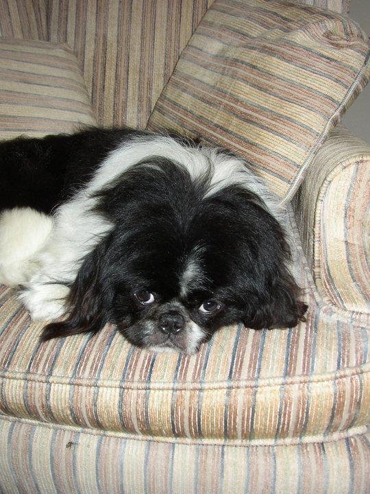 Introducing Mr Ernie, he now runs our household.