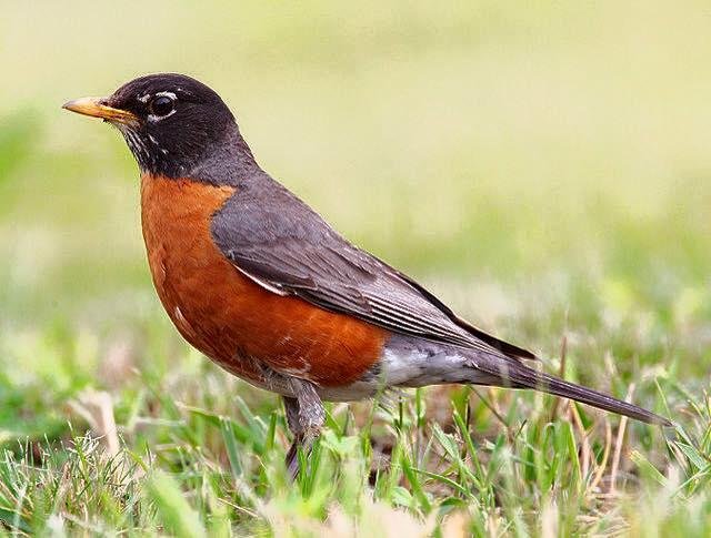 Sharron and I saw our first flock of Robins today. Idiots it was 14 degrees. Forecast of Spring and boating season