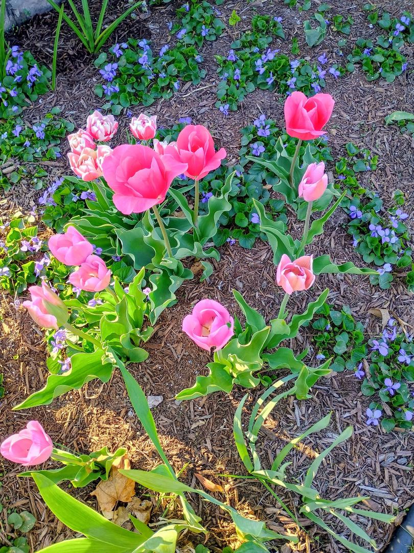 Pink chuckle patch in front garden.. 😊💕