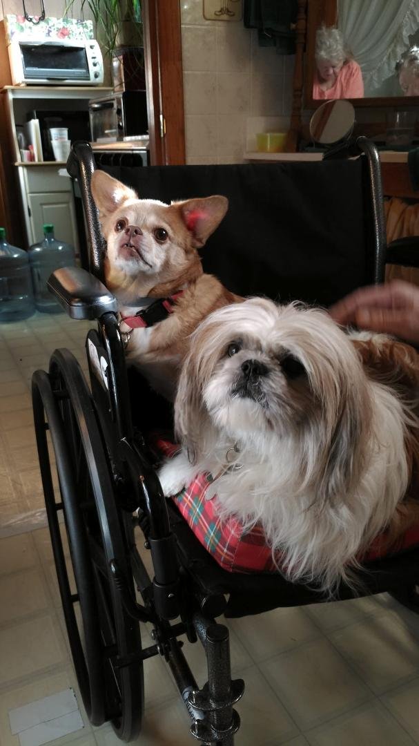 Our little fur babies !!! So much company!