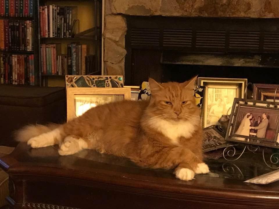 My big boy posing for pictures.