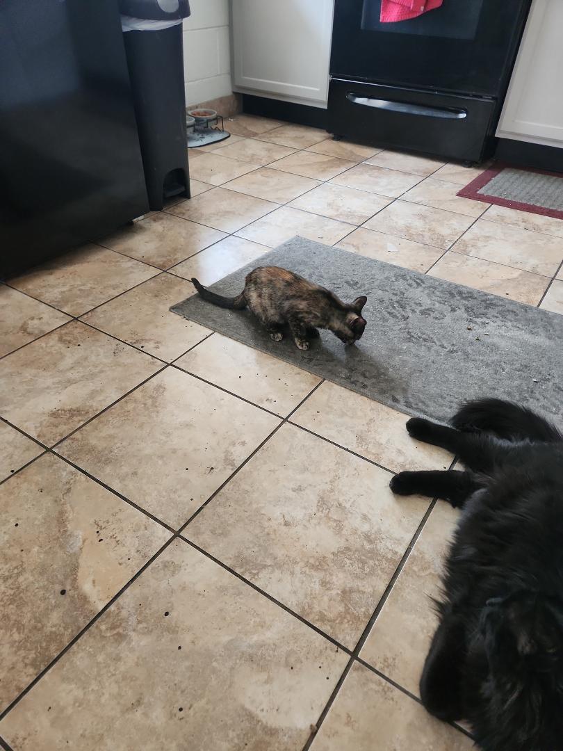 We were blessed to be chosen by our new kitten 😸 coco bean.