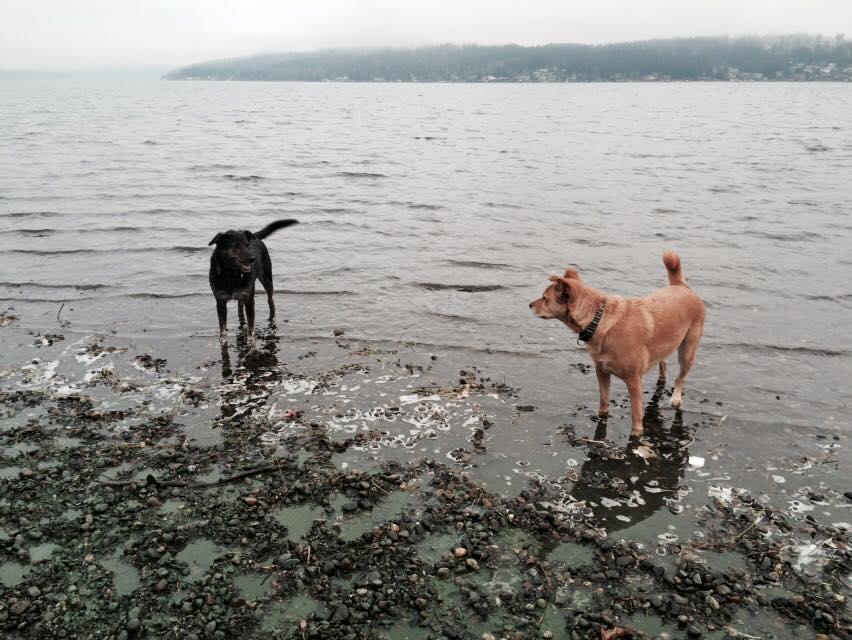 Burrr! Cold morning at the lake. Didn't stop the dogs though!