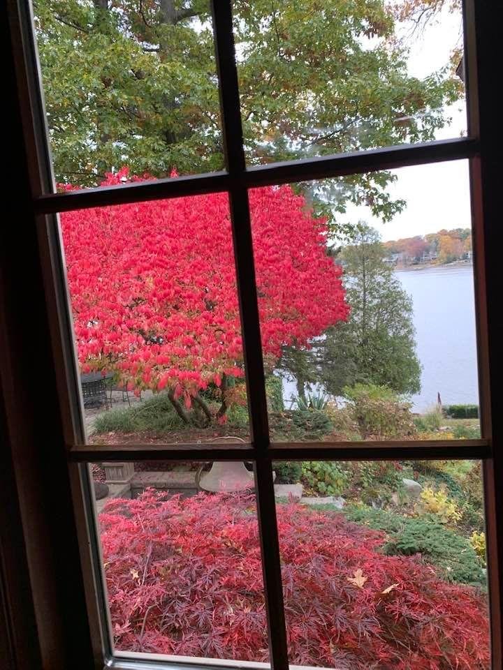 Oct2022 burningbush at cabin planted by Grandfather AE Strobel70 years ago