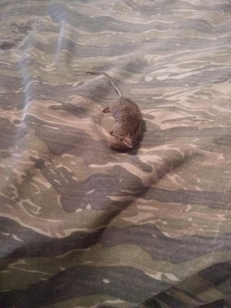 Omg pulled the blankets and Sheets off my bed to wash them this morning and look what I found at the end of my bed holy crap flipping cats Papa you are in trouble 😂😂😂😂😂😂