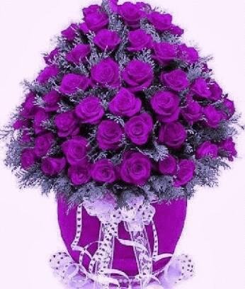 Beautiful purple roses