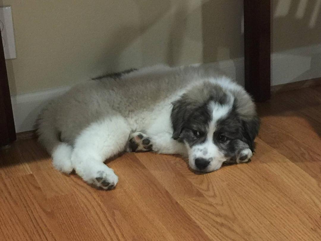 we welcomed a new member to our family