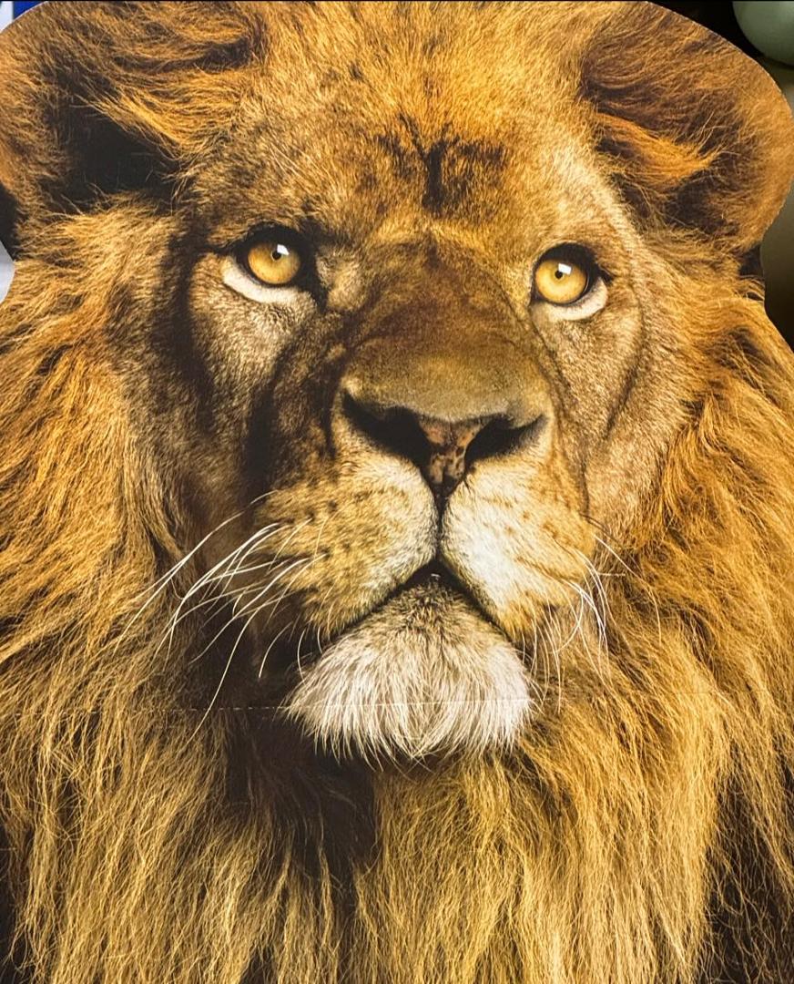 WE ARE “LIONS”