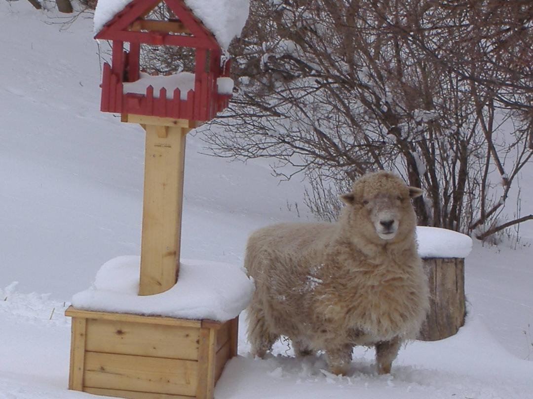Those of you that know Mike & I know we have a beautiful pet named "Bella Luna". She is our sheep. Well, a couple nights ago, she went to live with our Shepherd in Heaven. She has been part of our family now for almost