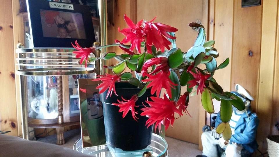 Didn't expect my Christmas cactus to be blooming now. Usually Dec. and June or July