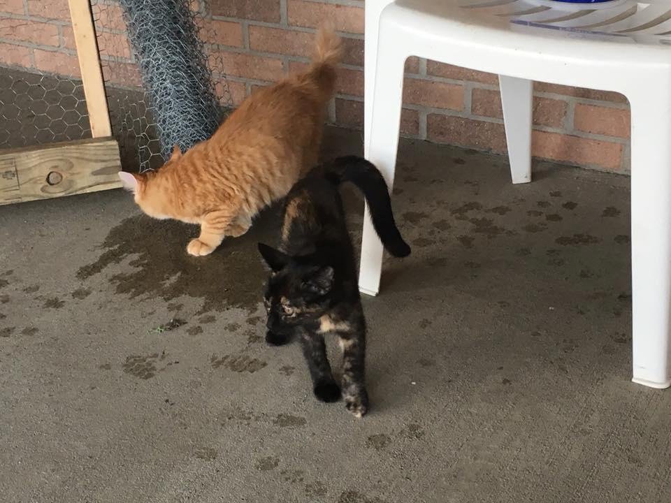 Our 2 new kittens. Roudy is orange and Patches is the multicolored. Put them in a temporary pen and 24 hours later they were out. Time to take down the pen. Still waiting to see how Cookie reacts now that they're out. 4mont