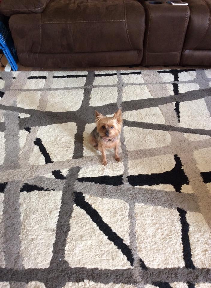 My baby girl Zoey