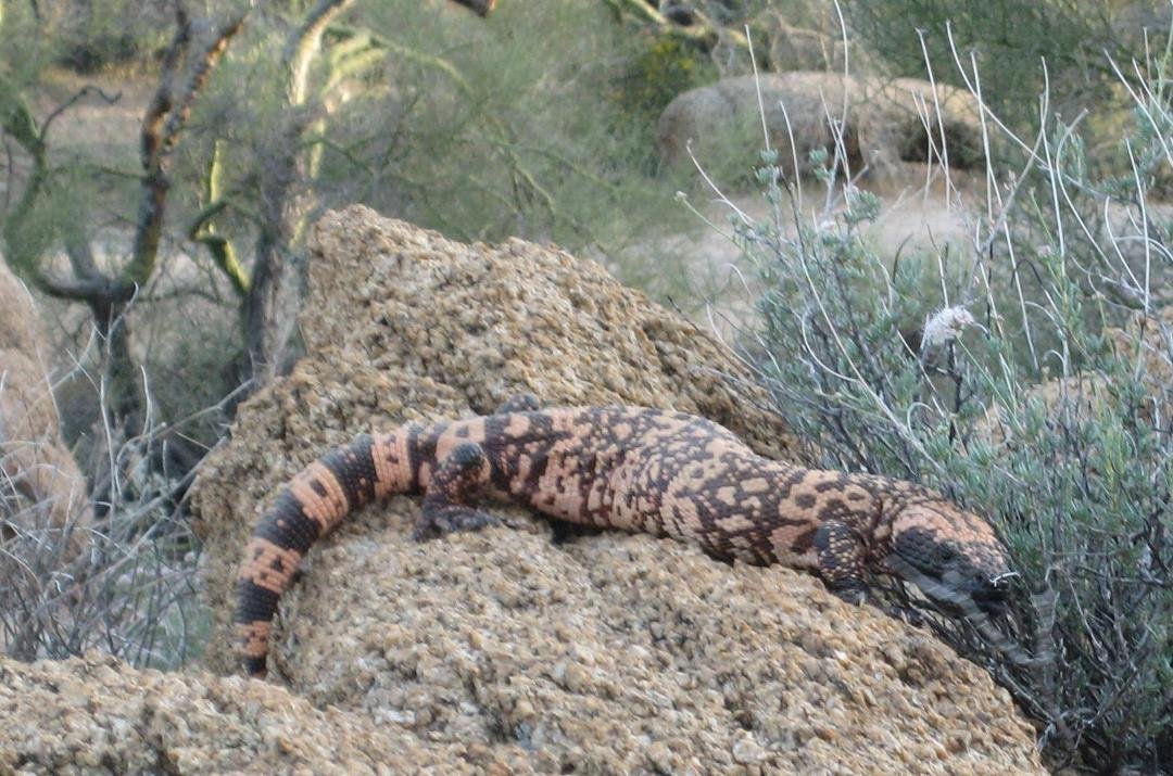 A Gila Monster. Synthetic Gila Monster venom is used to treat diabetes
