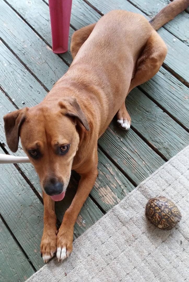 Buddy the turtle dog brings home number 9.