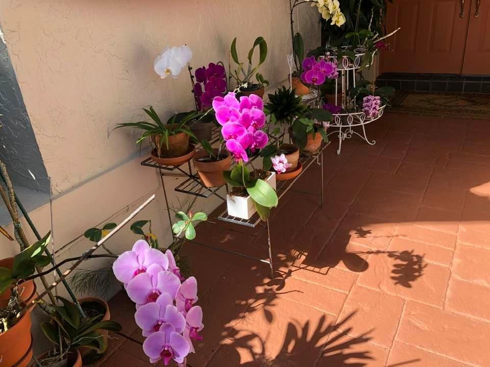 My orchids outside the front door are doing beautifully.