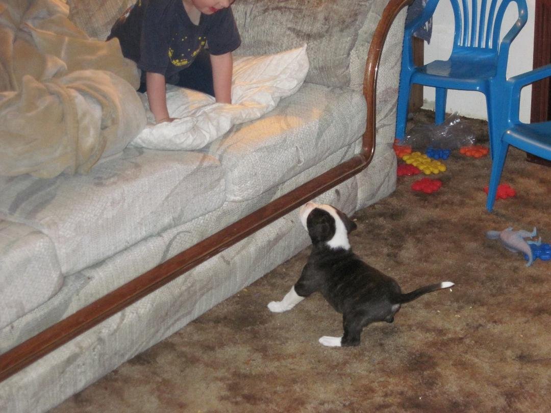 Chew Chew & Nico Barking at each other.