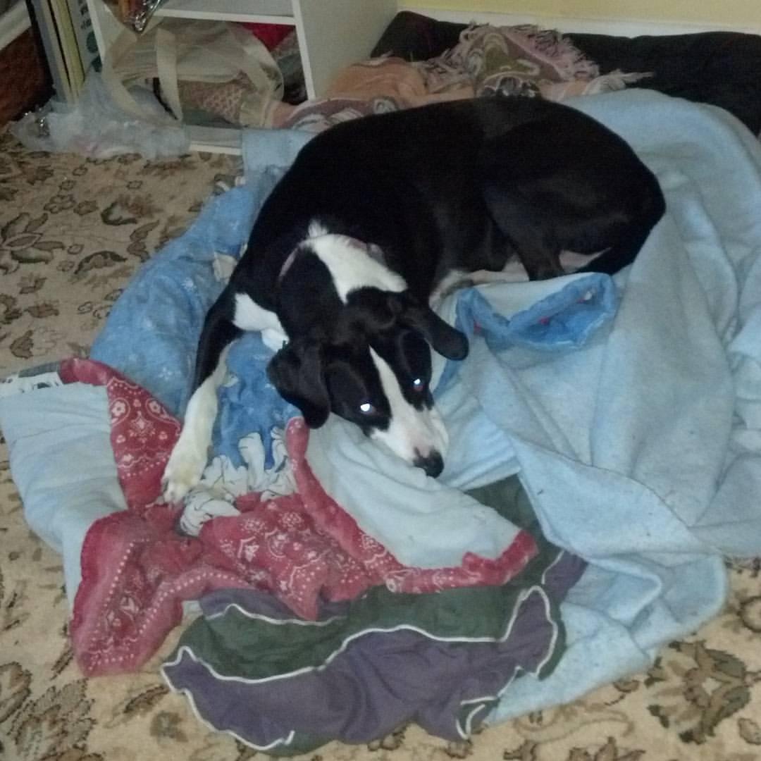 Beauty missing her Doobie.  This is his bed and blankets