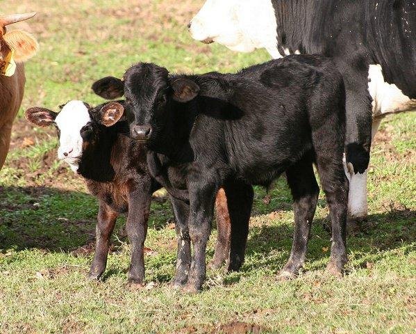 Here is a pick of the first two bulls of G Spear Cattle....