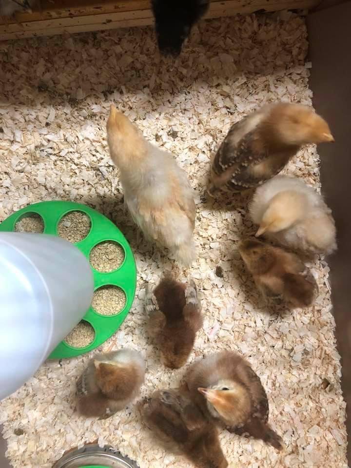 This year’s addition to Henry’s Happy Hen House.