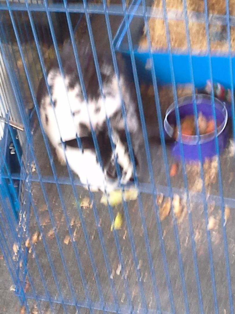 Rabbit