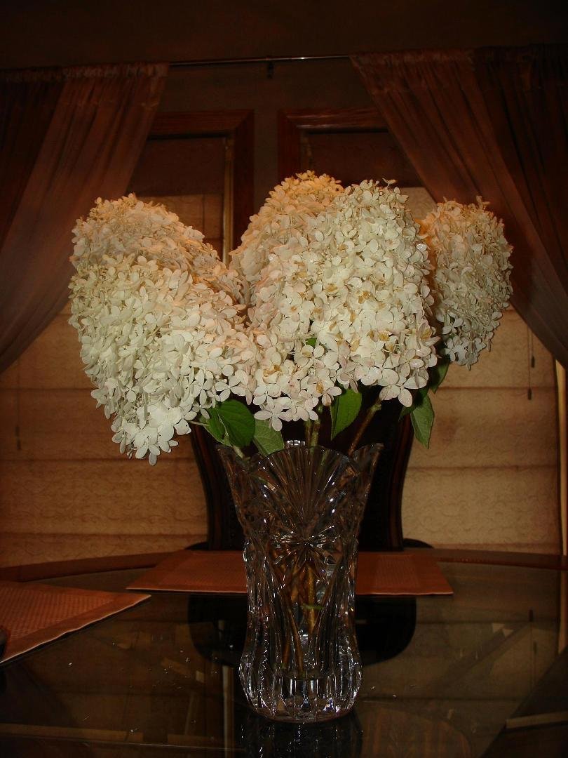 My hydrangeas are just beautiful this year!! Had to bring some inside :)