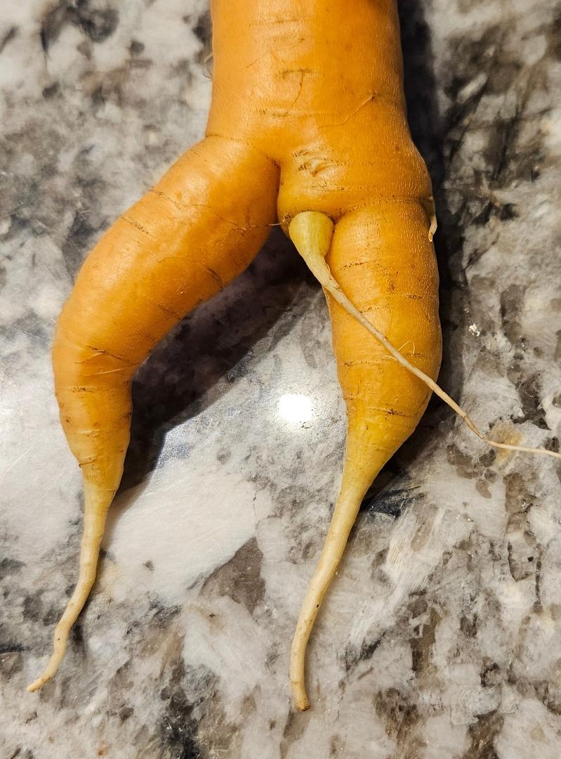 It's a Boy!!! 😂
We had some odd carrots this year! This was my favorite.
