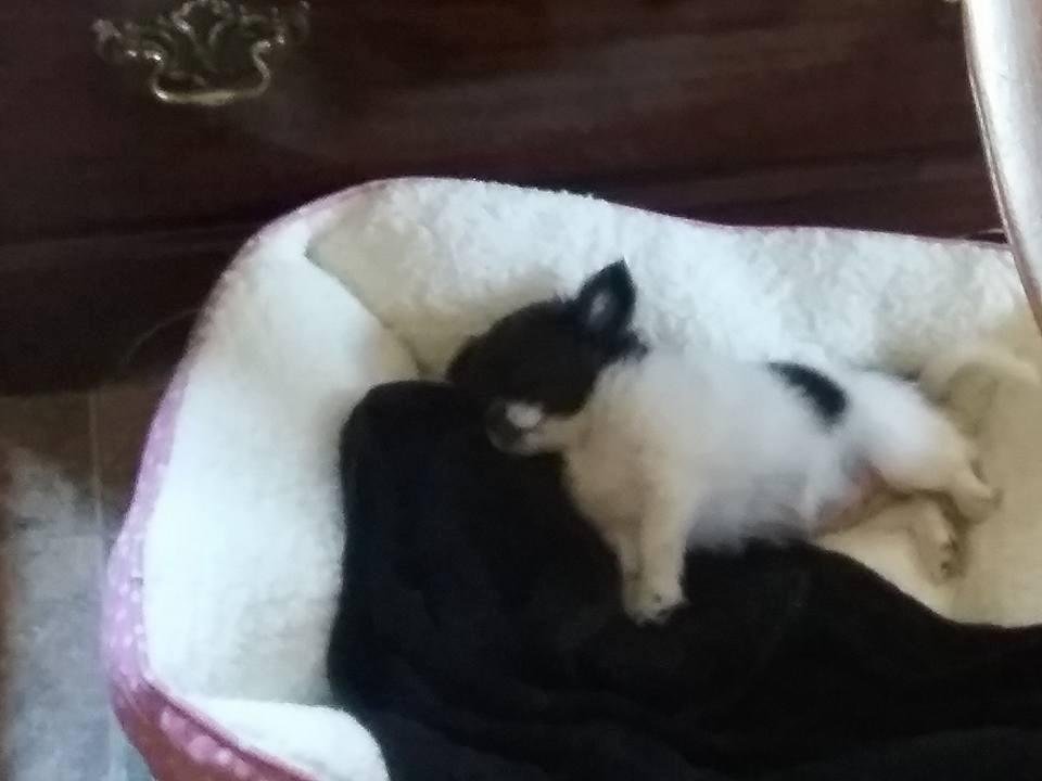 Willow.......listening to spa music.....out like a light!