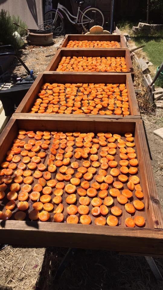 First four trays drying in the sun......making winter brighter