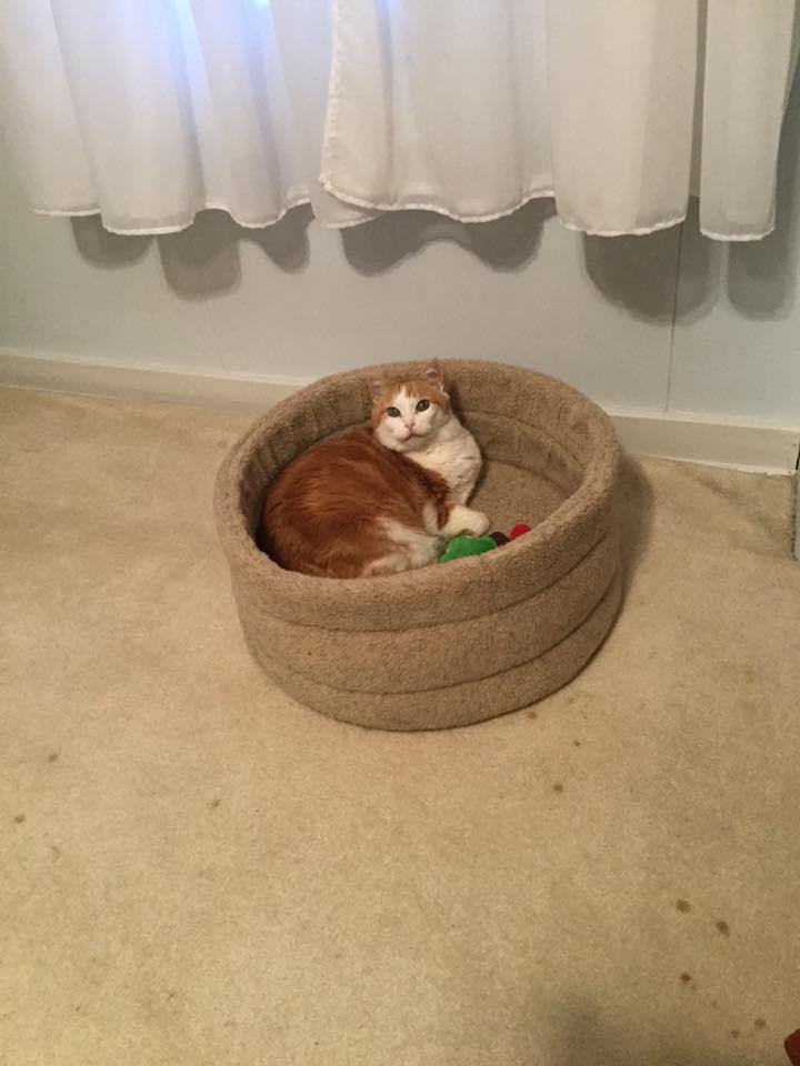 Ginger was jealous that I hadn’t posted her picture when she saw Bens.