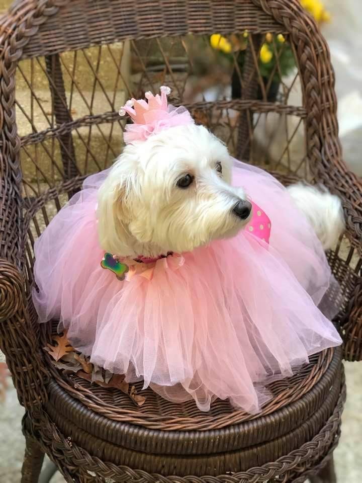 My little Abbey, going to her first Halloween parade❤️🌷